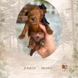 Alder - Red  male Goldendoodle puppy in Canton, Georgia from Teddy Puppies