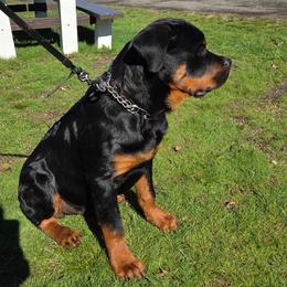 Rottweiler Puppies from vom Lomza Rottweilers