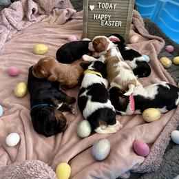 Cavalier King Charles Spaniel Puppies from The Cavi Pack
