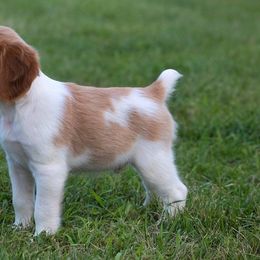 Brittany Puppies from Sandstone Brittanys