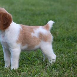 Brittany Puppies from Sandstone Brittanys