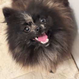 Maze - Pomeranian