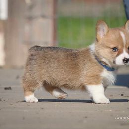 Pembroke Welsh Corgi Puppies from Golden Rose Corgis