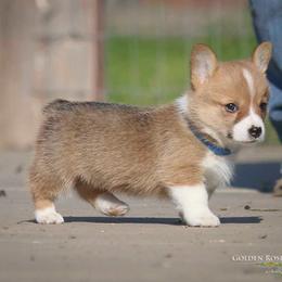 Pembroke Welsh Corgi Puppies from Golden Rose Corgis