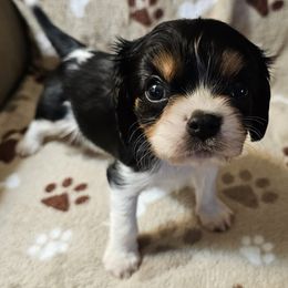 Boy 2 - male Cavalier King Charles Spaniel puppy in Eau Claire, Wisconsin from B&C Wigglebutts