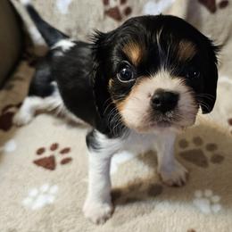 Boy 2 - male Cavalier King Charles Spaniel puppy in Eau Claire, Wisconsin from B&C Wigglebutts