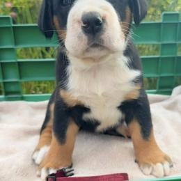 Maroon Girl - Black, white and red female Greater Swiss Mountain Dog puppy in Oregon City, Oregon from Runamuck's Greater Swiss Mountain Dogs
