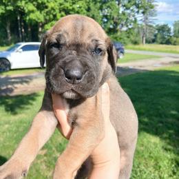 Atlas - Fawn male Great Dane puppy in Marshall, Michigan from Dream K9