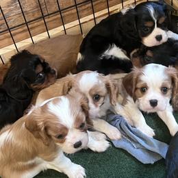 Cavalier King Charles Spaniels from Ozark Mountain Cavaliers