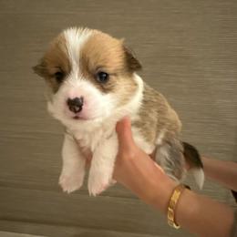 Gigi - Fawn female Pembroke Welsh Corgi puppy in Chino Hills, California from Much Love Fam