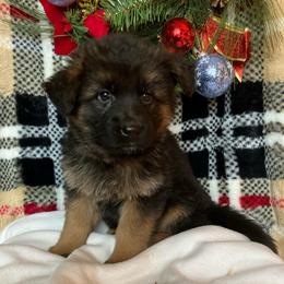Mitten - Black and tan female German Shepherd puppy in Walla Walla, Washington from Silver Knight Shepherds
