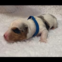 Bruno - Dapple male Dachshund puppy in Bakersfield, California from KC Doxies