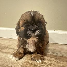 Boy 1 - Red and white male Shih Tzu puppy in Autryville, North Carolina from Carter Family Retrievers