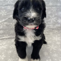 Pink - Black and white female Sheepadoodle puppy in Archer, Florida from Gainesville Sheepadoodles