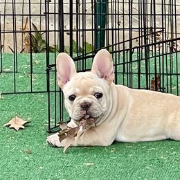 Boy 3 - Cream French Bulldog puppy in Ellensburg, Washington from Rodeo City Frenchies