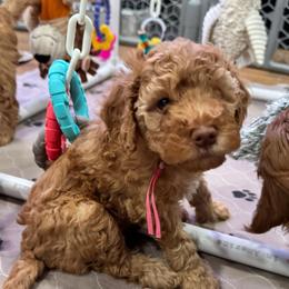 Slinky - Red  female Goldendoodle puppy in Moreno Valley, California from Rainbow SoCal Doodles