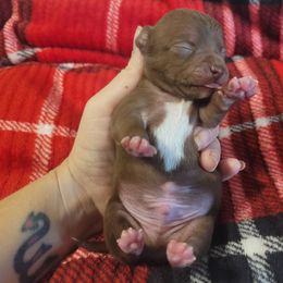 Boy 2 - Chocolate male Chihuahua puppy in Warsaw, Virginia from B&D Chihuahuas