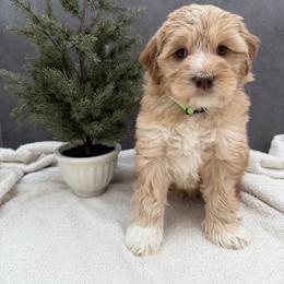 Max - Caramel male Australian Labradoodle puppy in Denton, Texas from Liberty Hill Labradoodles