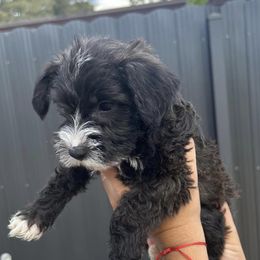 Miniature Schnauzers from Tamara Abull's Miniature Schnauzers