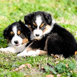 Miniature Australian Shepherd Puppies from Rockin D Mini Aussies