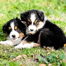 Miniature Australian Shepherd Puppies from Rockin D Mini Aussies