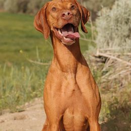 Vizslas from Peaks Vizslas