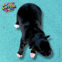 CARLTON - Black Tri Male - Black tri-color male Australian Shepherd puppy in Gainesville, Texas from Lady Luck Aussies