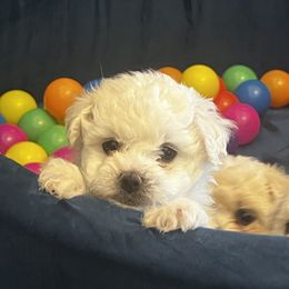Bichon Frise and German Shepherd Puppies from Top Shepherd & French bulldog kennel