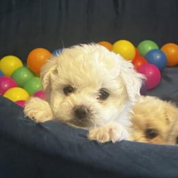 Bichon Frise and German Shepherd Puppies from Top Shepherd & French bulldog kennel