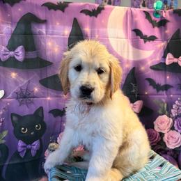 Girl 3 (Rollei) (red collar) - Light golden female Golden Retriever puppy in Hubbard, Ohio from Whickering Pines Golden Retrievers