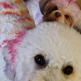 Biewer Terriers, Goldendoodles, Shih Tzus, and Yorkshire Terriers from Thorntons Fur Crew