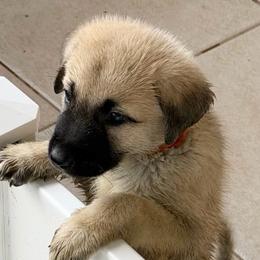 Orange - Fawn male Anatolian Shepherd Dog puppy in Winter Haven, Florida from Karen's Anatolian Shepherd Dogs