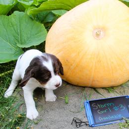 Girl 3 - Liver white and tan female English Springer Spaniel puppy in Bremerton, Washington from Huntin' Buddies