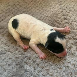 Boy - Parti male Poodle puppy in Haddam, Kansas from Golden B Acres