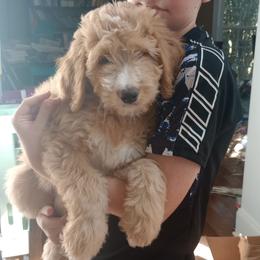 Madison - Red female Bernedoodle puppy in Woodland, Georgia from Bethel Doodle Ranch