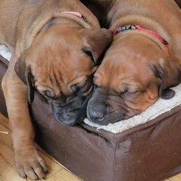 Rhodesian Ridgebacks from High Desert Ridgeback