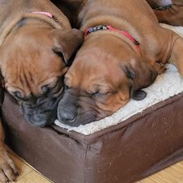 Rhodesian Ridgebacks from High Desert Ridgeback