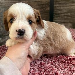 Caspian - Blenheim male Cavapoo puppy in Osseo, Michigan from Smiths Fluffy butts