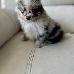 SpudsMcKenzie - Blue merle male Pomeranian puppy in Sout Gate, California from My Heavenly Poms
