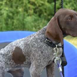 German Shorthaired Pointer, Miniature American Shepherd, Miniature Australian Shepherd, and Toy Australian Shepherd Puppies from Foxtail Hollow
