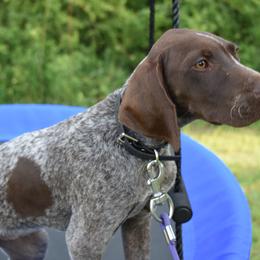 German Shorthaired Pointer, Miniature American Shepherd, Miniature Australian Shepherd, and Toy Australian Shepherd Puppies from Foxtail Hollow