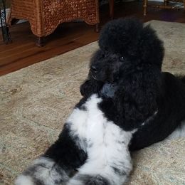 Tilly - Poodle