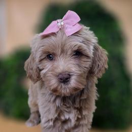 Flora - Apricot female Goldendoodle puppy in Decatur, Tennessee from Diamond's Doodles