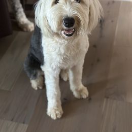 Sheepadoodle puppies from East Tennessee Sheepadoodles
