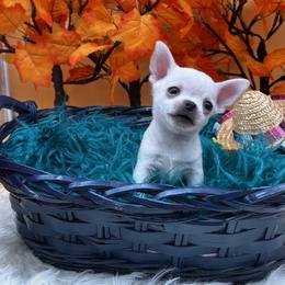 Chihuahua and Dachshund Puppies from Dachshund Family Love Breeders