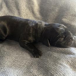 Bullseye - Black brindle male Cane Corso puppy in Fairfield, California from Royal Class Kennels