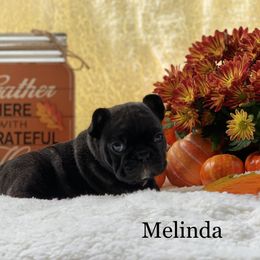 English Bulldog and French Bulldog Puppies from Jones Bulldogs
