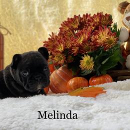 English Bulldog and French Bulldog Puppies from Jones Bulldogs