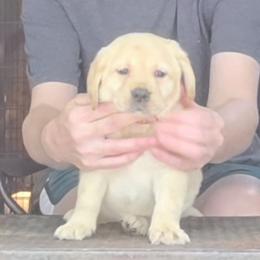 Girl 1 - Yellow female Labrador Retriever puppy in Andrews, South Carolina from Leyland Cypress Retrievers