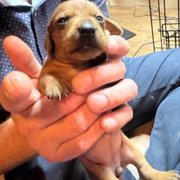 Honey Jr. - Red female Dachshund puppy in Yuba City, California from The Navarro Furbabies